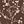 Brown Vine