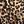 Leopard Print