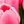 Pink Red