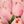 Pink White