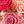 Pink Beige