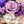 Purple Beige