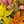 Yellow Orange