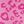 Rose Leopard