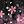 Black Grey Cherry