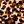 Brown Leopard