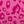 Pink Leopard