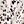 Leopard Apricot