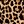 Black Leopard