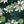 White Green Leaves