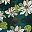 White Green Leaves