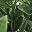 Gray Green