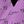 Butterfly Purple