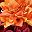 Orange Red