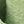 Bean Green