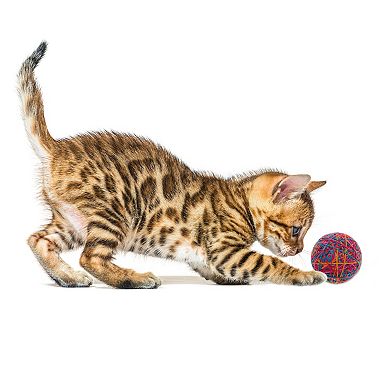 Cat Playing Ball with Bell Inside 3.94" Diameter 1Pc