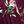 Burgundy Floral
