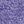 Purple Iris