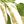 Green White