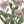Purple Green