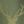 Green Gold