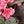 Pink Green