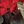 Red Green