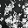 Black Flat Floral