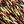 Multicolor