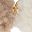 Beige Light Brown