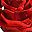 Red Rose 2