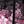 Cherry Blossoms