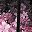 Cherry Blossoms