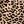 Brown Black Leopard