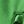 Vivid Green And Black