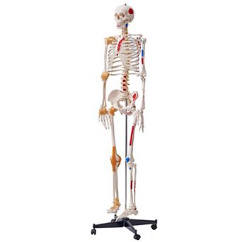 VEVOR Human Skeleton Model for Anatomy, 71.65" Life Size, Accurate PVC Anatomy Skeleton Model