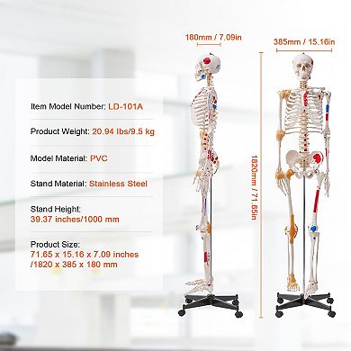 VEVOR Human Skeleton Model for Anatomy, 71.65" Life Size, Accurate PVC Anatomy Skeleton Model