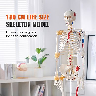 VEVOR Human Skeleton Model for Anatomy, 71.65" Life Size, Accurate PVC Anatomy Skeleton Model