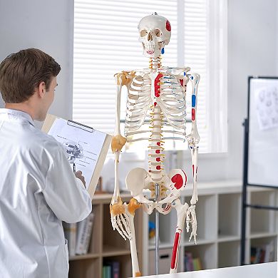 VEVOR Human Skeleton Model for Anatomy, 71.65" Life Size, Accurate PVC Anatomy Skeleton Model