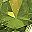 Peridot