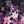Cherry Blossoms Black