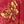 Floral Dark Red