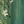 Green Floral