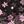 Black Pink Floral