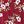 Wine Red White Flower