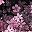 Black Pink Sakura