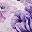 Full Purple