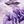 Queen Purple