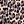 Brown Leopard