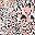 Pink Leopard
